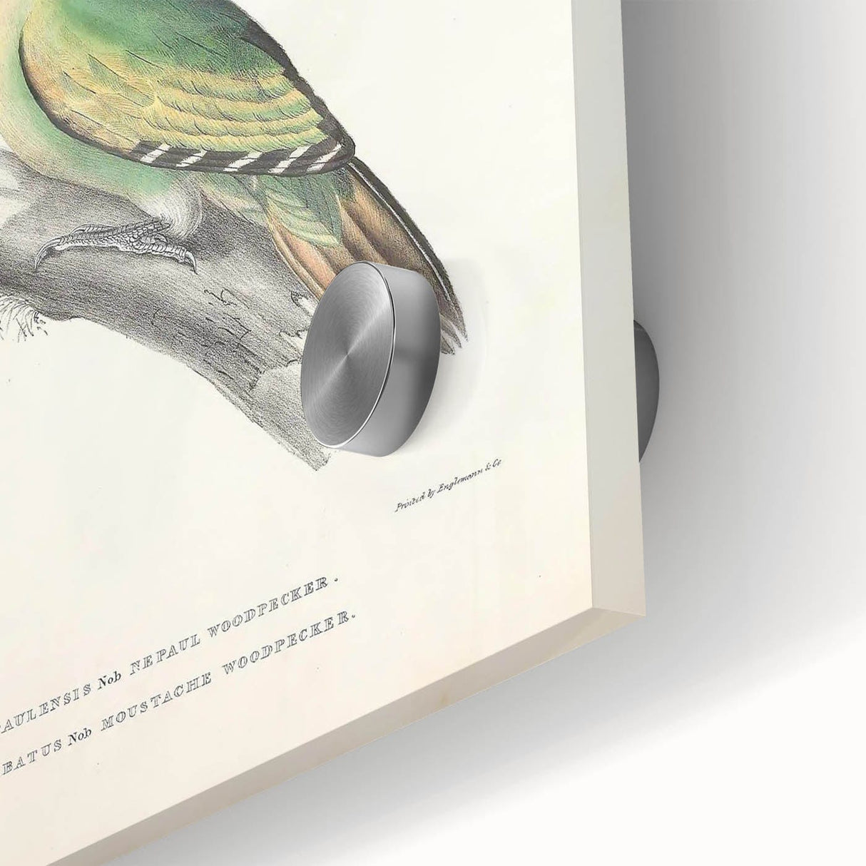 Vintage Animal Art: Nepal & Moustache Woodpecker Illustration Print