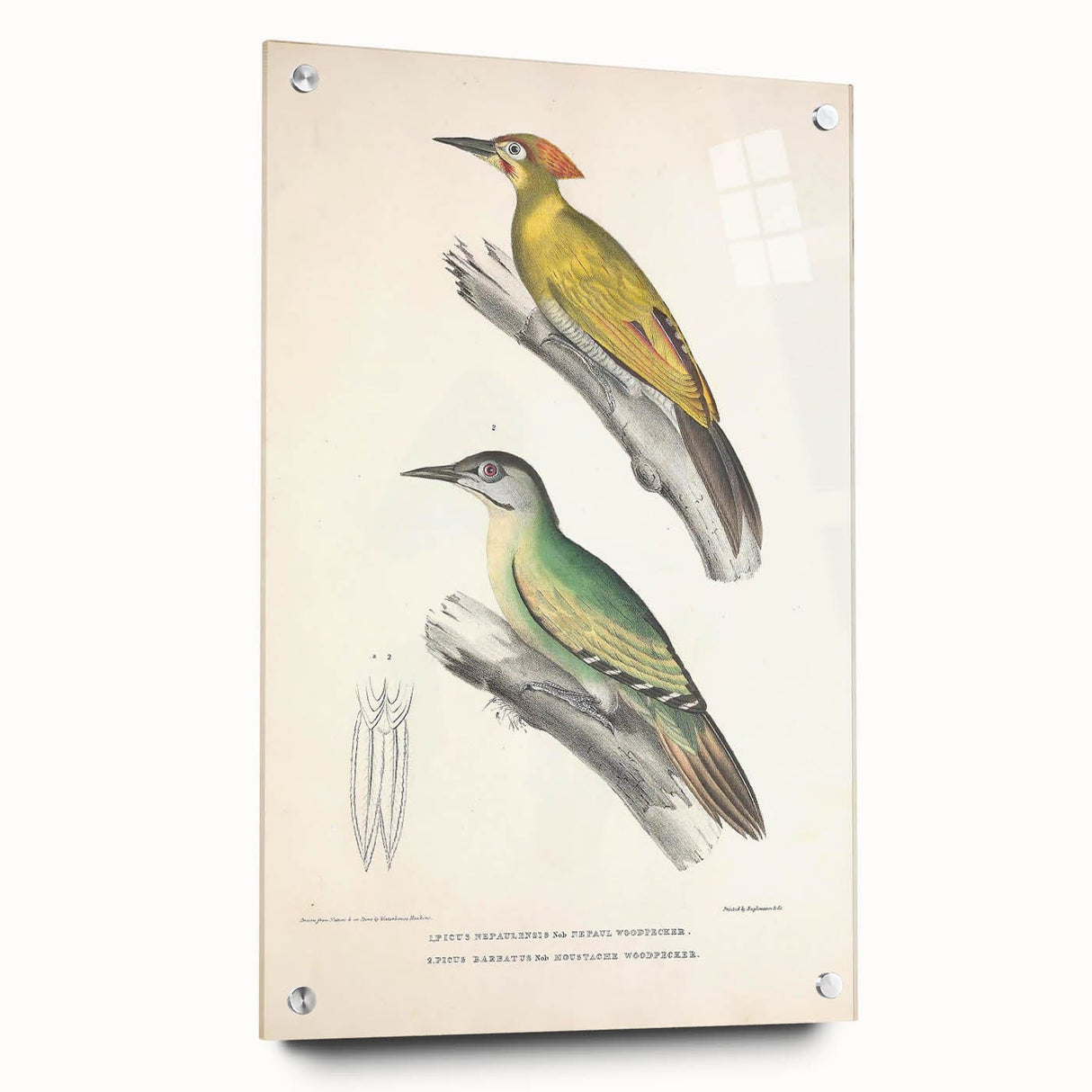 Vintage Animal Art: Nepal & Moustache Woodpecker Illustration Print
