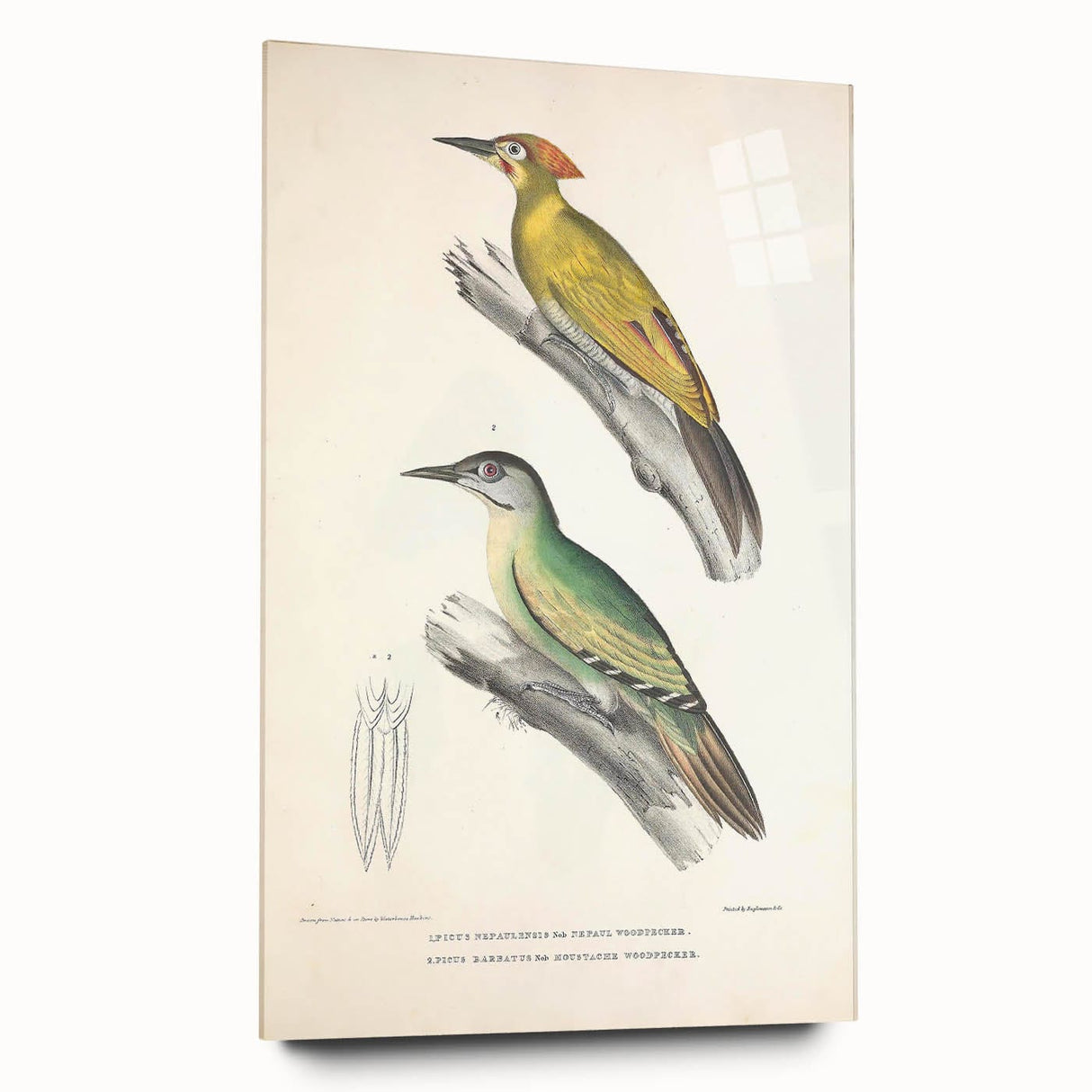 Vintage Animal Art: Nepal & Moustache Woodpecker Illustration Print