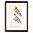 Vintage Animal Art: Nepal & Moustache Woodpecker Illustration Print