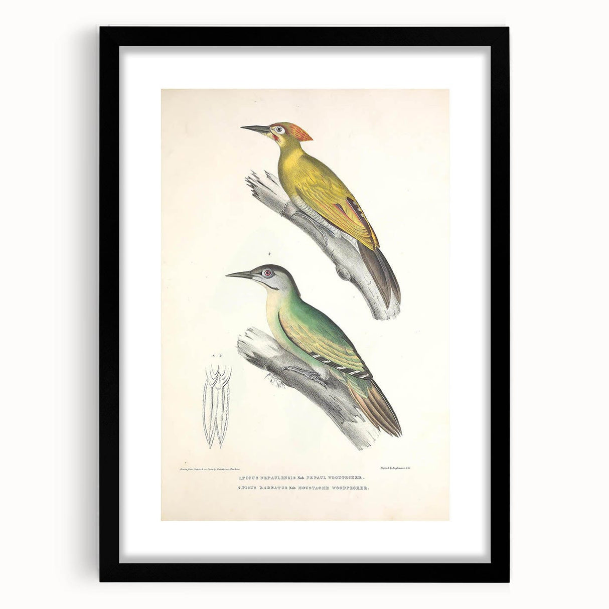 Vintage Animal Art: Nepal & Moustache Woodpecker Illustration Print