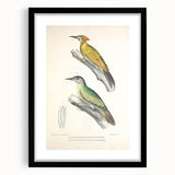Vintage Animal Art: Nepal & Moustache Woodpecker Illustration Print