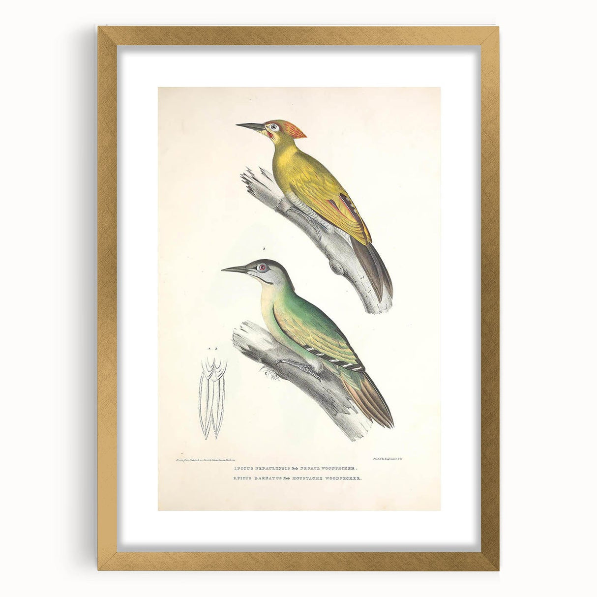 Vintage Animal Art: Nepal & Moustache Woodpecker Illustration Print