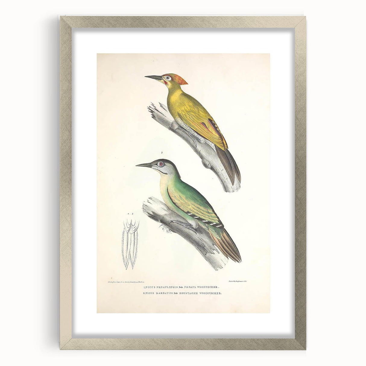 Vintage Animal Art: Nepal & Moustache Woodpecker Illustration Print