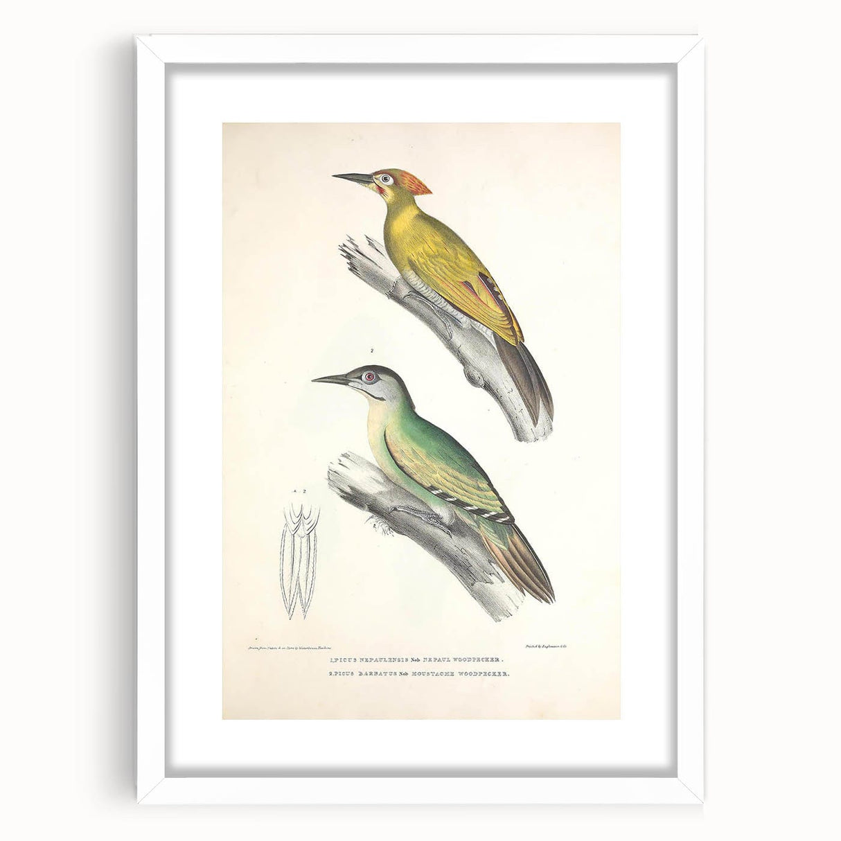Vintage Animal Art: Nepal & Moustache Woodpecker Illustration Print