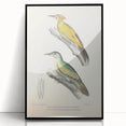 Vintage Animal Art: Nepal & Moustache Woodpecker Illustration Print