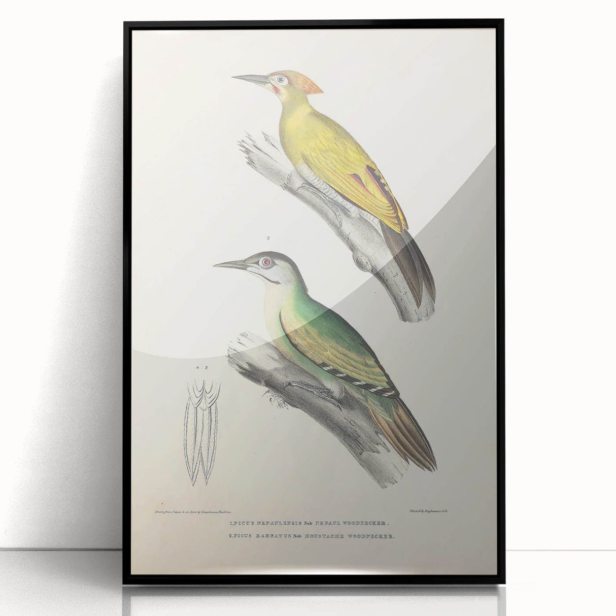 Vintage Animal Art: Nepal & Moustache Woodpecker Illustration Print