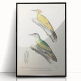 Vintage Animal Art: Nepal & Moustache Woodpecker Illustration Print