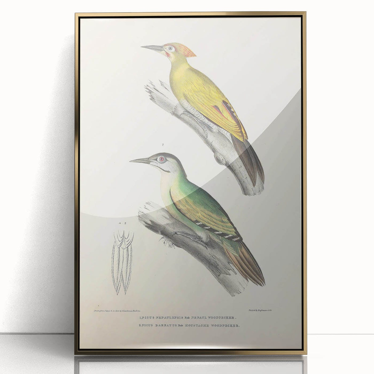 Vintage Animal Art: Nepal & Moustache Woodpecker Illustration Print