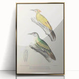 Vintage Animal Art: Nepal & Moustache Woodpecker Illustration Print