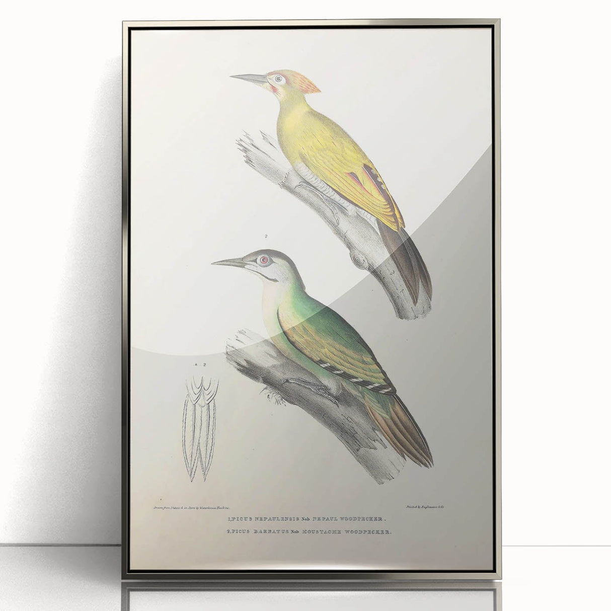 Vintage Animal Art: Nepal & Moustache Woodpecker Illustration Print