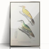 Vintage Animal Art: Nepal & Moustache Woodpecker Illustration Print