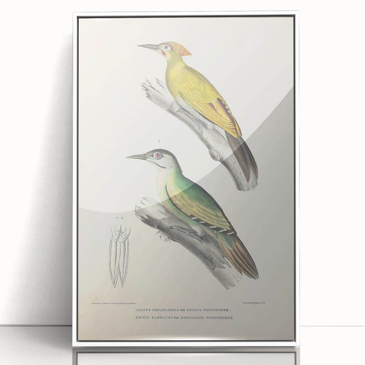 Vintage Animal Art: Nepal & Moustache Woodpecker Illustration Print