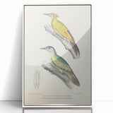 Vintage Animal Art: Nepal & Moustache Woodpecker Illustration Print