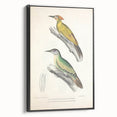 Vintage Animal Art: Nepal & Moustache Woodpecker Illustration Print