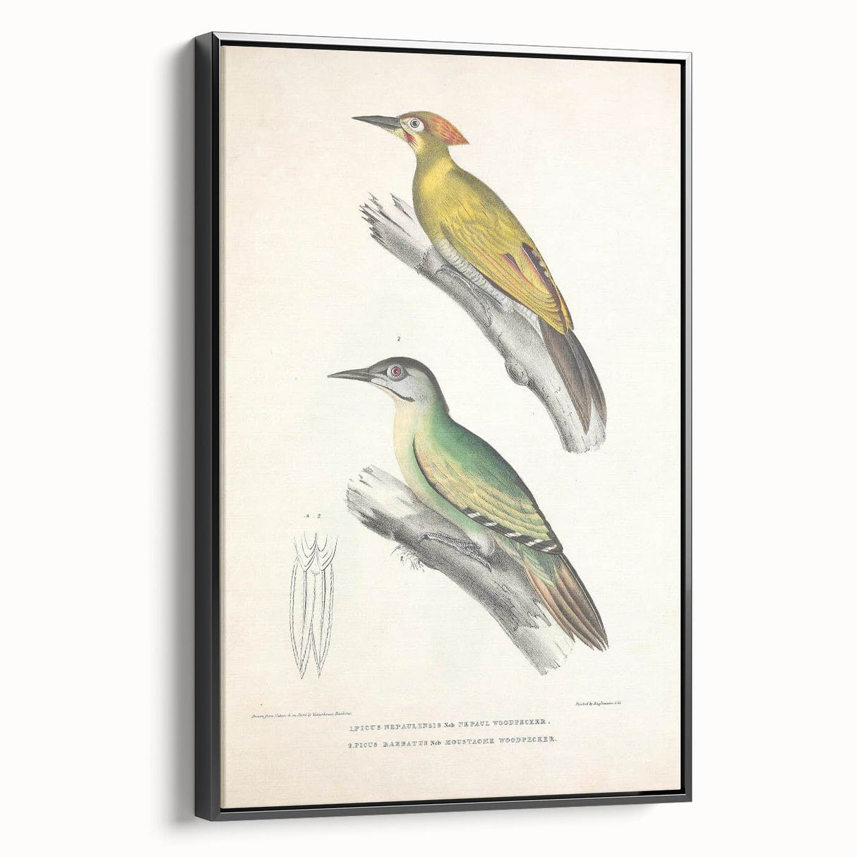 Vintage Animal Art: Nepal & Moustache Woodpecker Illustration Print