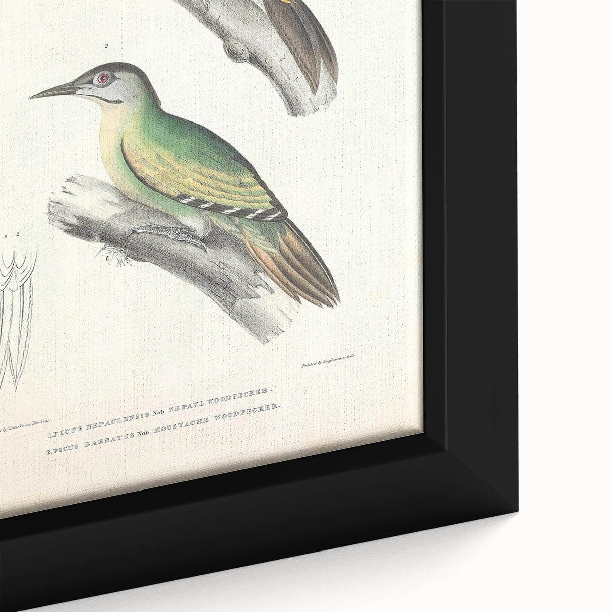 Vintage Animal Art: Nepal & Moustache Woodpecker Illustration Print