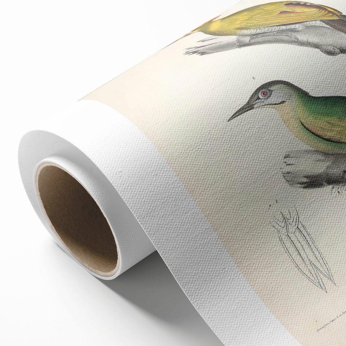 Vintage Animal Art: Nepal & Moustache Woodpecker Illustration Print