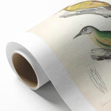 Vintage Animal Art: Nepal & Moustache Woodpecker Illustration Print