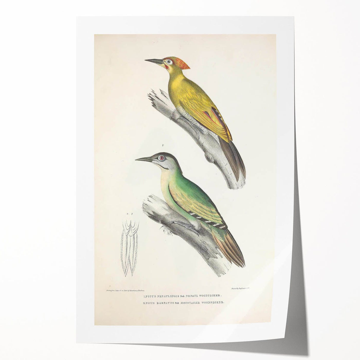 Vintage Animal Art: Nepal & Moustache Woodpecker Illustration Print