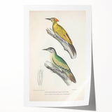 Vintage Animal Art: Nepal & Moustache Woodpecker Illustration Print