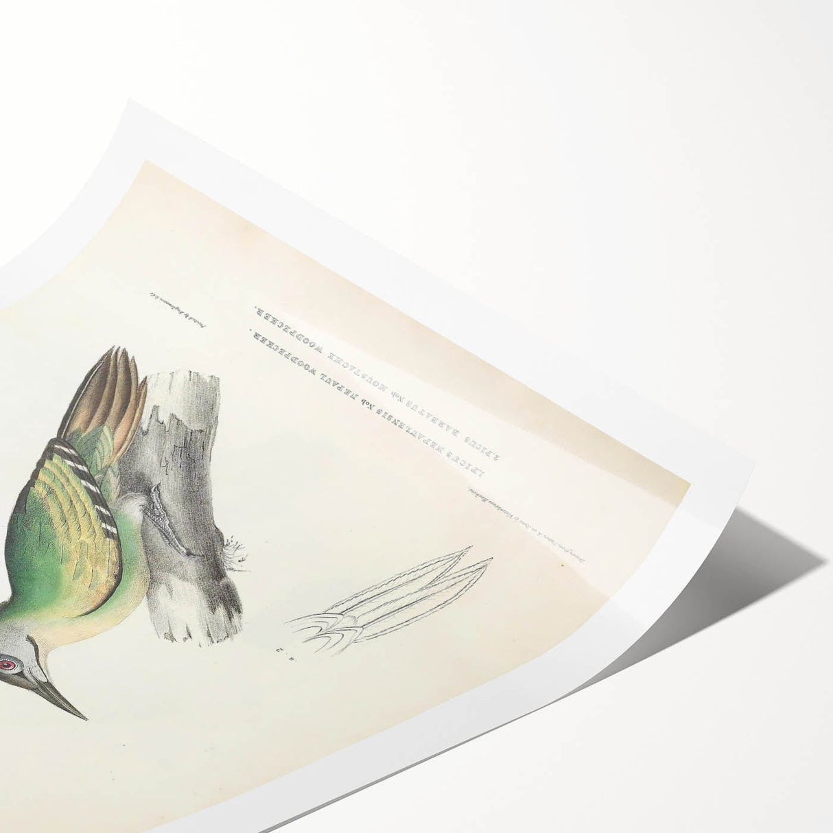 Vintage Animal Art: Nepal & Moustache Woodpecker Illustration Print