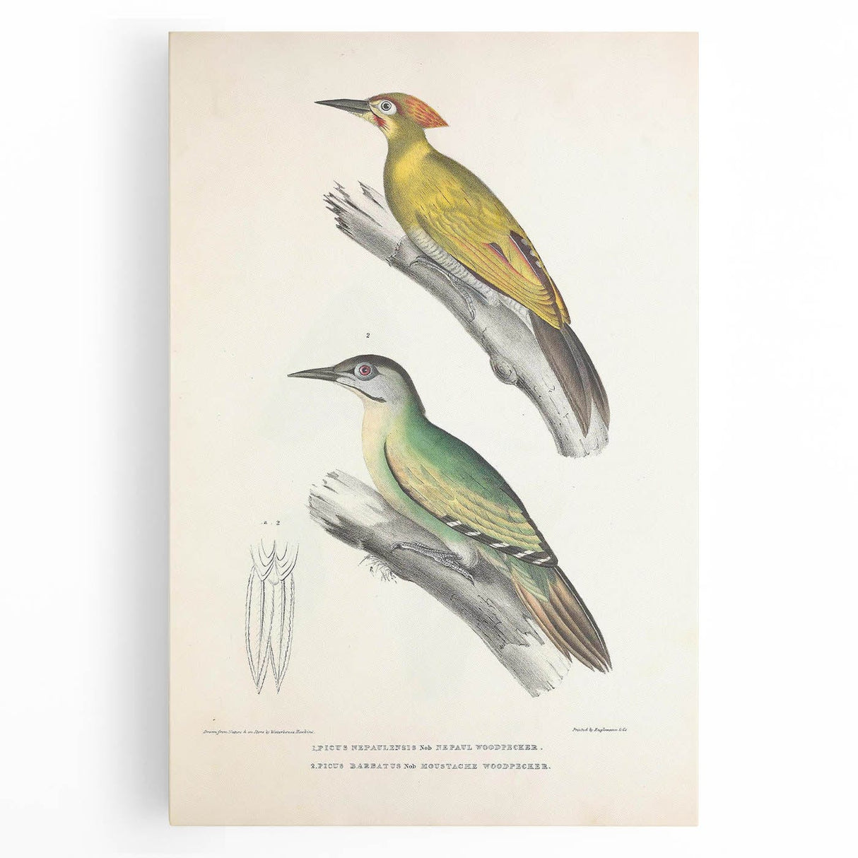 Vintage Animal Art: Nepal & Moustache Woodpecker Illustration Print