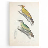 Vintage Animal Art: Nepal & Moustache Woodpecker Illustration Print