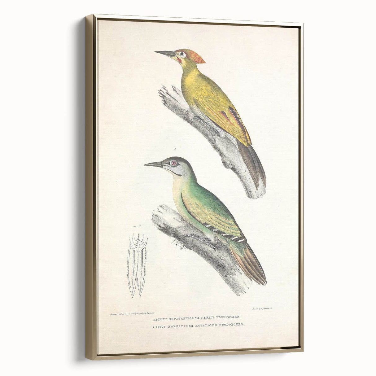 Vintage Animal Art: Nepal & Moustache Woodpecker Illustration Print
