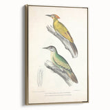 Vintage Animal Art: Nepal & Moustache Woodpecker Illustration Print