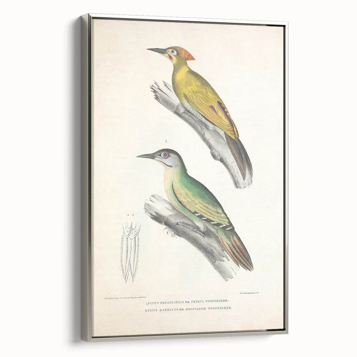 Vintage Animal Art: Nepal & Moustache Woodpecker Illustration Print