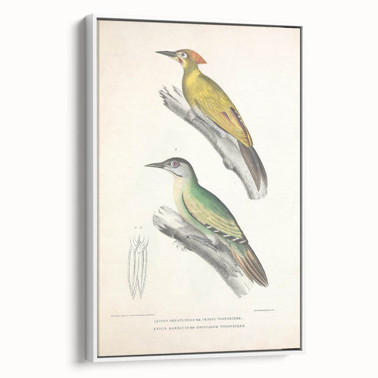 Vintage Animal Art: Nepal & Moustache Woodpecker Illustration Print