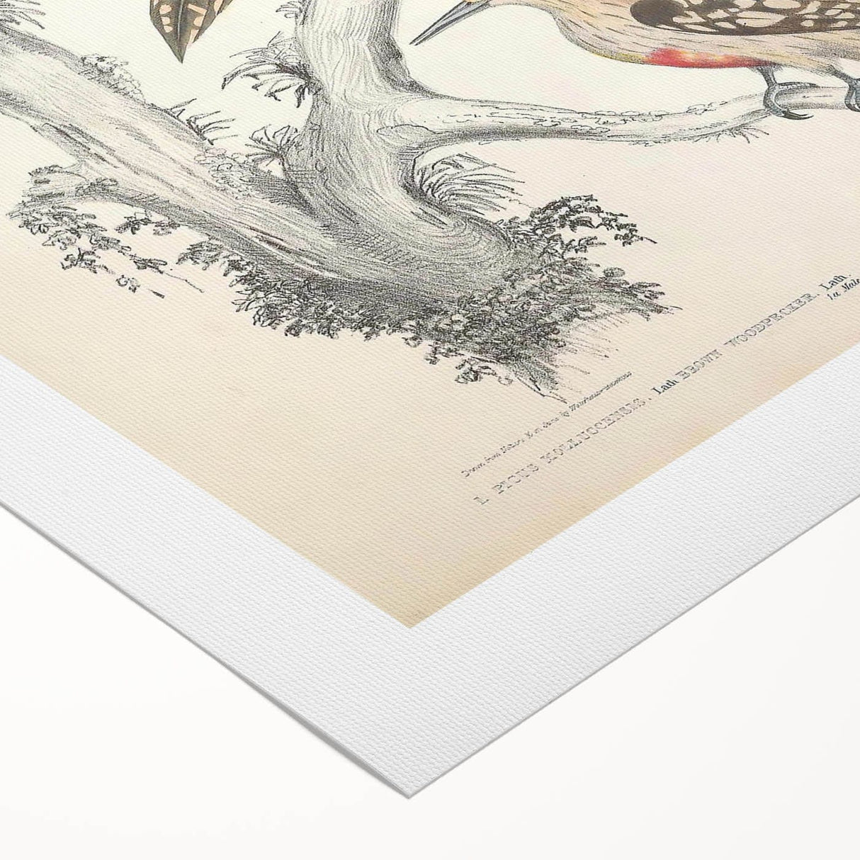 Vintage Animal Art - Retro Woodpecker Illustration Art Prints for Home