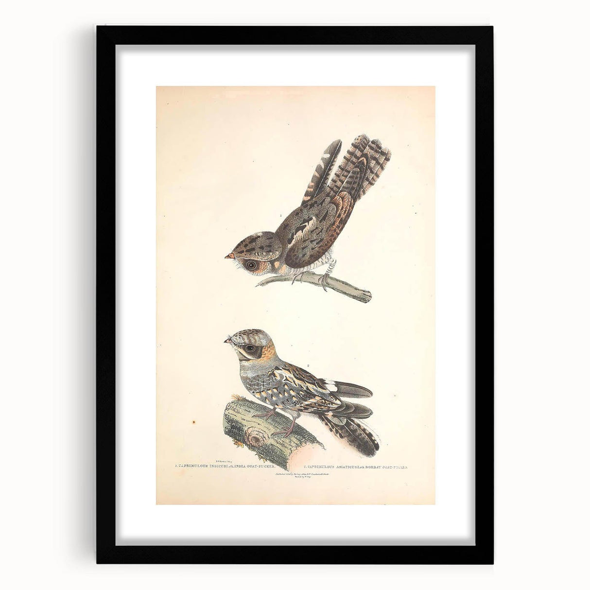 Vintage Animal Art - Goat Sucker Bird Retro Illustration Art Prints