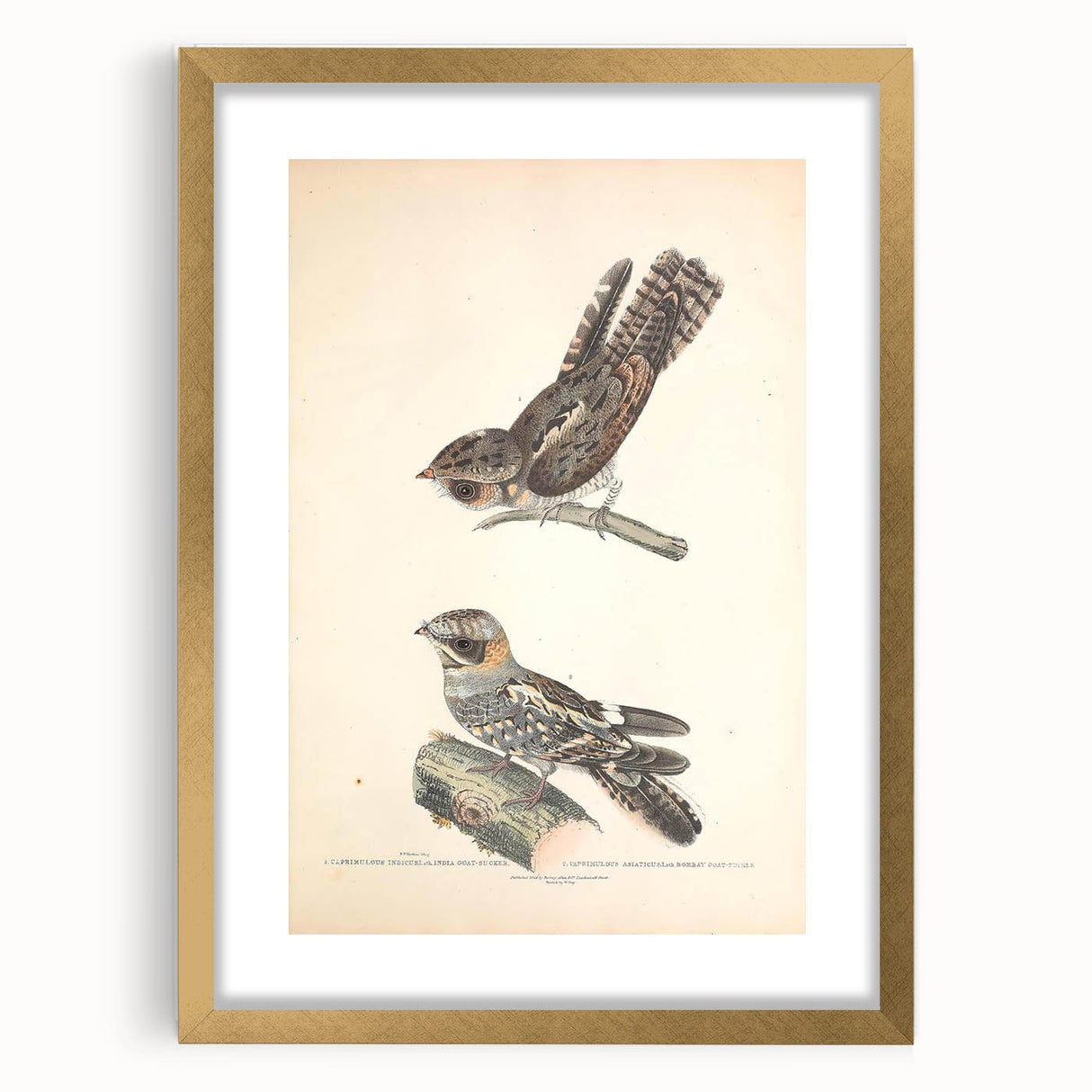 Vintage Animal Art - Goat Sucker Bird Retro Illustration Art Prints