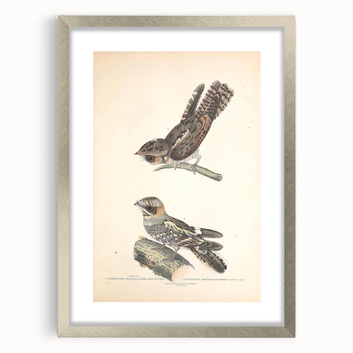 Vintage Animal Art - Goat Sucker Bird Retro Illustration Art Prints
