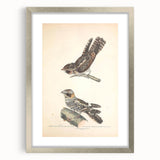 Vintage Animal Art - Goat Sucker Bird Retro Illustration Art Prints