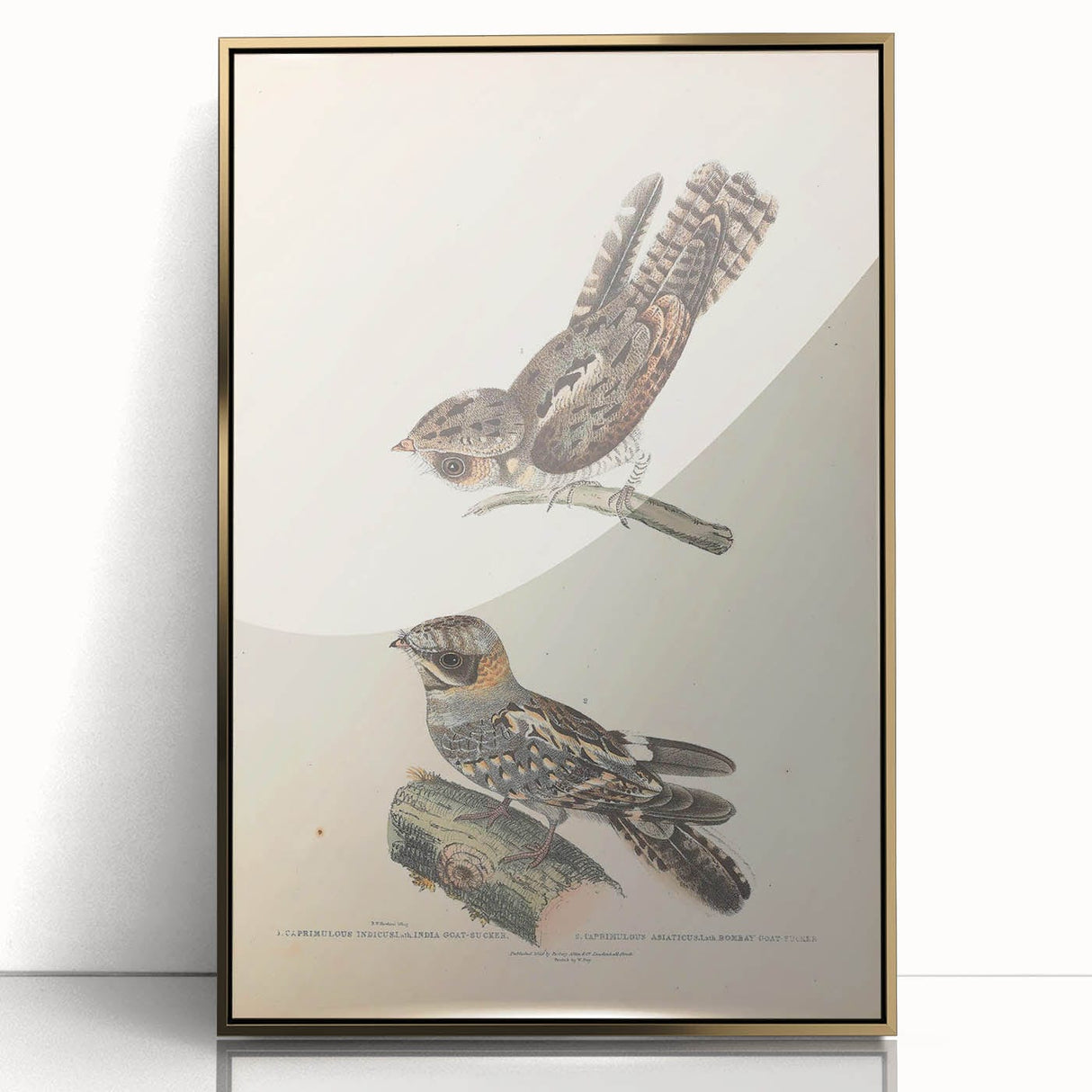 Vintage Animal Art - Goat Sucker Bird Retro Illustration Art Prints