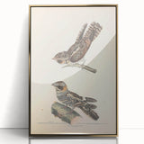 Vintage Animal Art - Goat Sucker Bird Retro Illustration Art Prints