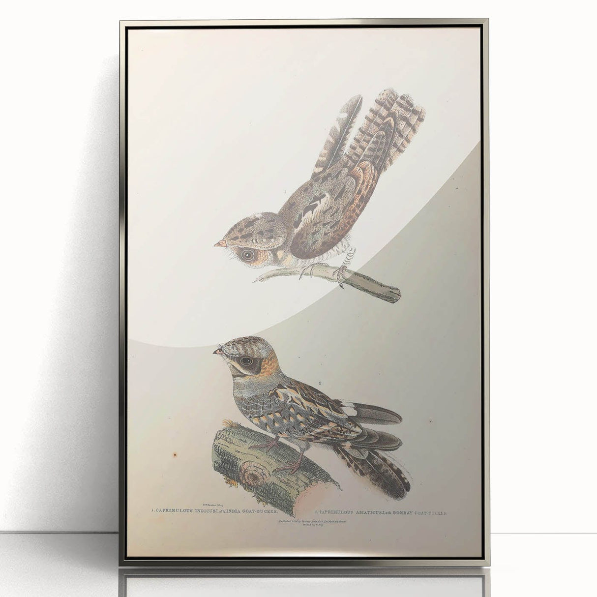 Vintage Animal Art - Goat Sucker Bird Retro Illustration Art Prints