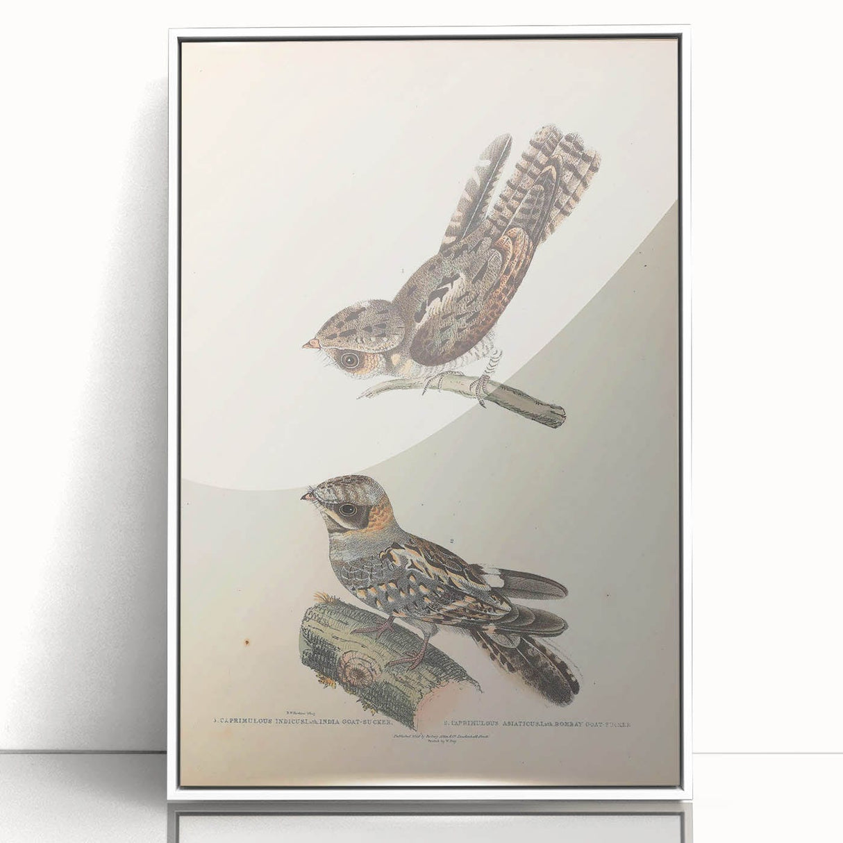 Vintage Animal Art - Goat Sucker Bird Retro Illustration Art Prints