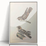 Vintage Animal Art - Goat Sucker Bird Retro Illustration Art Prints