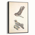 Vintage Animal Art - Goat Sucker Bird Retro Illustration Art Prints