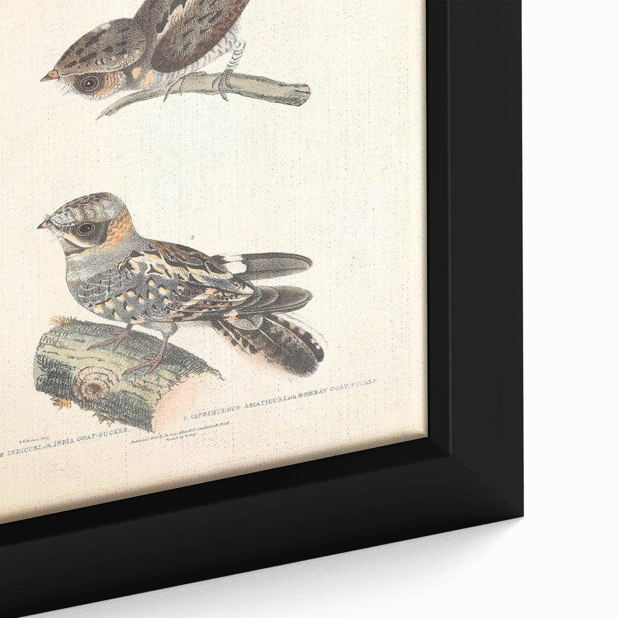 Vintage Animal Art - Goat Sucker Bird Retro Illustration Art Prints