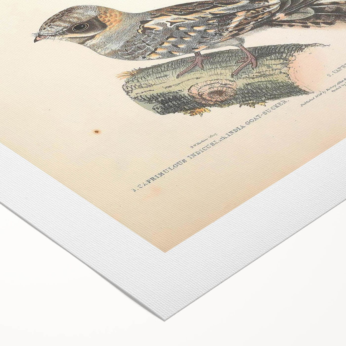 Vintage Animal Art - Goat Sucker Bird Retro Illustration Art Prints
