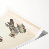 Vintage Animal Art - Goat Sucker Bird Retro Illustration Art Prints