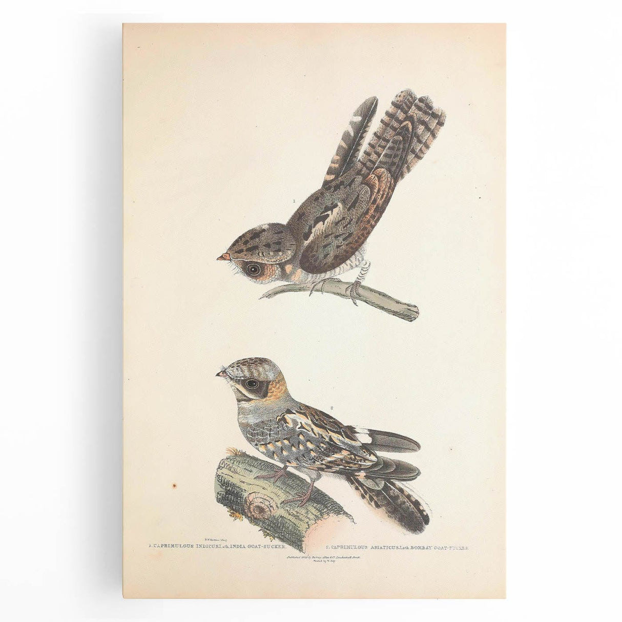 Vintage Animal Art - Goat Sucker Bird Retro Illustration Art Prints