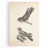 Vintage Animal Art - Goat Sucker Bird Retro Illustration Art Prints