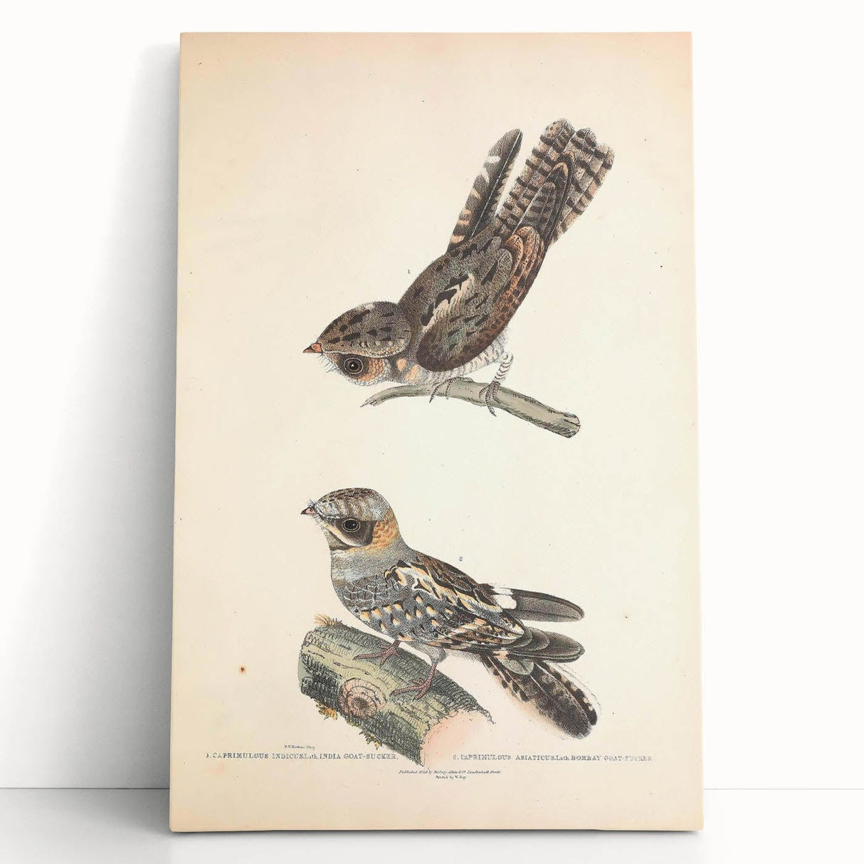 Vintage Animal Art - Goat Sucker Bird Retro Illustration Art Prints