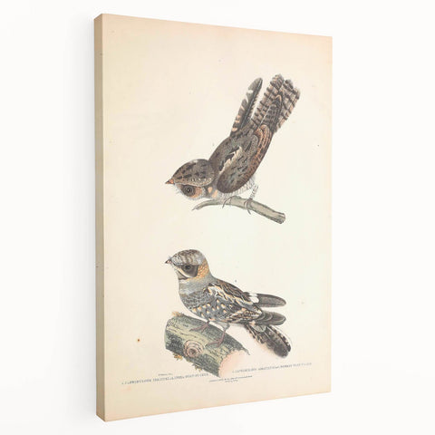 Vintage Animal Art - Goat Sucker Bird Retro Illustration Art Prints